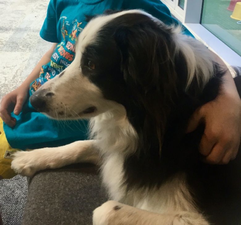 Willow the educational support dog